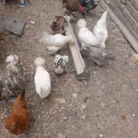 جوجه و مرغ و خروس سلطان|حیوانات مزرعه|قم, سراجه (۱۵ خرداد)|دیوار