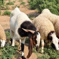 بز نر