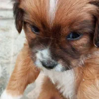 پت مالتیز با۳تا عروسک