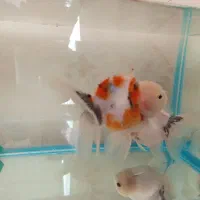 گلدفیش|ماهی|ارومیه, |دیوار