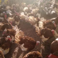 فروش قل (بوقلمون) بوربون|حیوانات مزرعه|بانه, |دیوار