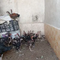 جوجه محلی  دونه ۴۵۰هزار تومان معاوضه انجام نمیشه