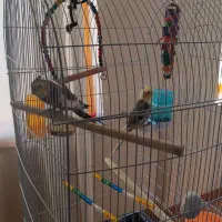 معاوضه ۵عدد عروس هلندی|پرنده|بابل, |دیوار