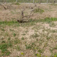 باغ انگور زیبا ،دنج با محیطی آرام در تاکستان|فروش دفتر صنعتی، کشاورزی، تجاری|تاکستان, |دیوار
