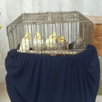 عروس هلندی پنج عدد