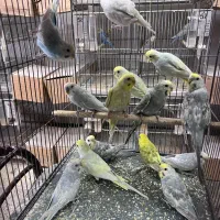 ۲۵ جفت مرغ عشق مولد سالنی