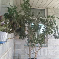 گل شفلرا فروشی