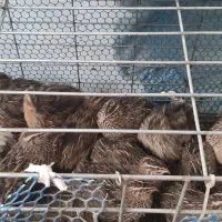 بلدرچین ۴۵ روزه|حیوانات مزرعه|رشت, معلم|دیوار