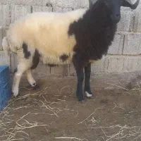 فروش یکجا ماده گوسفند|حیوانات مزرعه|اطاقور, |دیوار