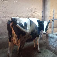 گاو شیری دوعدد
