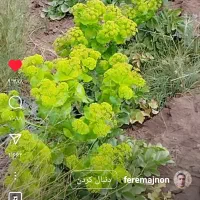 به تعدادی راننده پایه دو آقا و خانم نیازمندیم