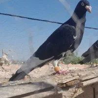 کفتر گرفتنی