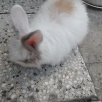 خرگوش|موش و خرگوش|بروجرد, |دیوار