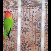 کوتوله اوپال و عروس زیبا|پرنده|رشت, پاره بیجار|دیوار