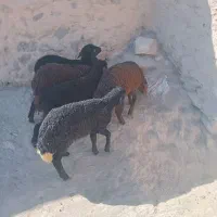 ۵راس بره افشاردرجه یک