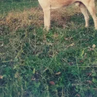 پیدا شده در سگ