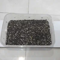 تخم حلزون البینو