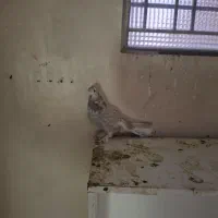 کبوتر|پرنده|اصفهان, مصلی|دیوار