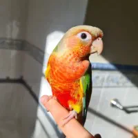 جوجه گرینچیک آناناسی رد دبل اکستریم فوق دستی قرمز