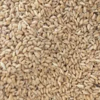 گندم مهرگان ۱تن|عمده‌فروشی|گتوند, |دیوار