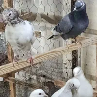 کبوتر کفتر  جوجه قلمی