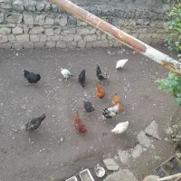 مرغ