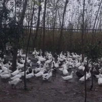 اردک|حیوانات مزرعه|کیاشهر, |دیوار