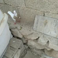کبوتر|پرنده|چغادک, |دیوار