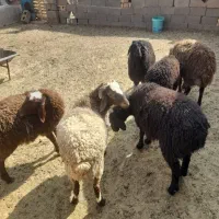 ۶تابره ۳۰کیلوی ۵تا ماده یه نر یکجا خریدارزنگ بزنه