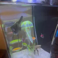 آکواریوم|ماهی|پردیس, فاز ۲|دیوار