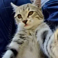 گربه|گربه|کرج, اتحاد|دیوار