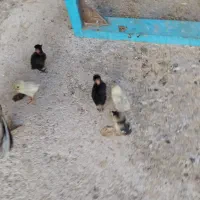 شس عددجوجه زیرمرغی