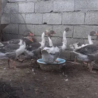 فروش جوجه نزدیک ب بالغ غاز