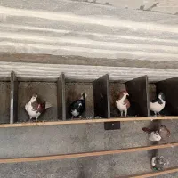 شش عدد شهری تیر