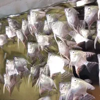 تایگر بارب و...|ماهی|قزوین, |دیوار