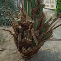 هرس‌نخل‌ریگان‌‌در‌منزل‌و باغ‌