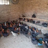 جوجه دورگه گلپایگانی وار ۵ ماهه