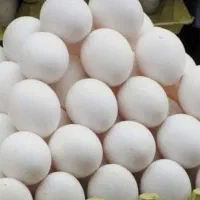 پخش تخم مرغ مارکدار ب قیمت درب مرغداری
