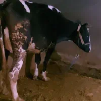 گاو تلیسه هلشتاین با گوساله نر