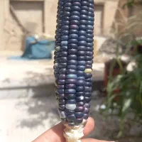 ذرت رنگی|گل و گیاه طبیعی|بروجن, |دیوار