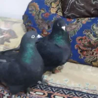 کبوترزاغ بمی نرماده باکله ای بازی کن