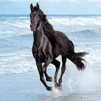 فروش فوری کره اسب سیاه|اسب و تجهیزات اسبسواری|جهرم, |دیوار