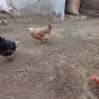 مرغ تخمگذار