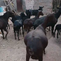 تعداد بز مورسیا جون خالص  درجه یک  زاییده  سرمایع
