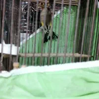 سهره کرمانی|پرنده|نیشابور, مازول|دیوار