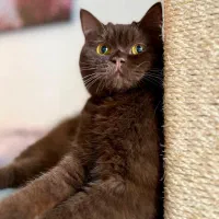 بریتیش چاکلت