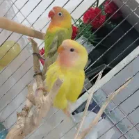 معاوضه با کوتوله ماده