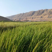 با سلام نیم دانه برنج شمشیری وبرنج شمشیری|خوردنی و آشامیدنی|شباب, |دیوار