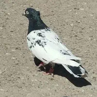 کفتر|پرنده|تربت جام, جامرود|دیوار