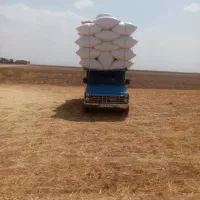 کاه گندم تحویل دامداری ها